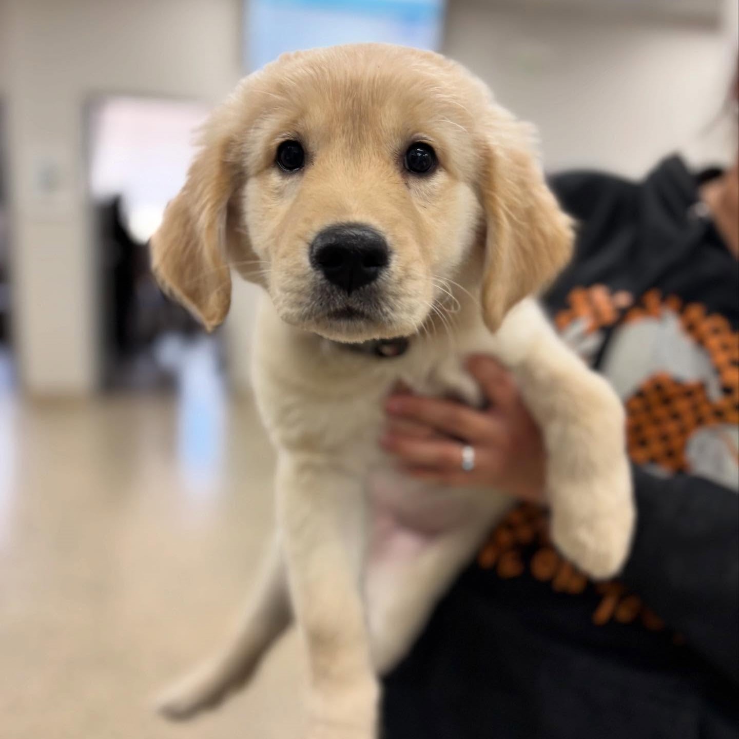 A person gently holds a puppy in a cozy room