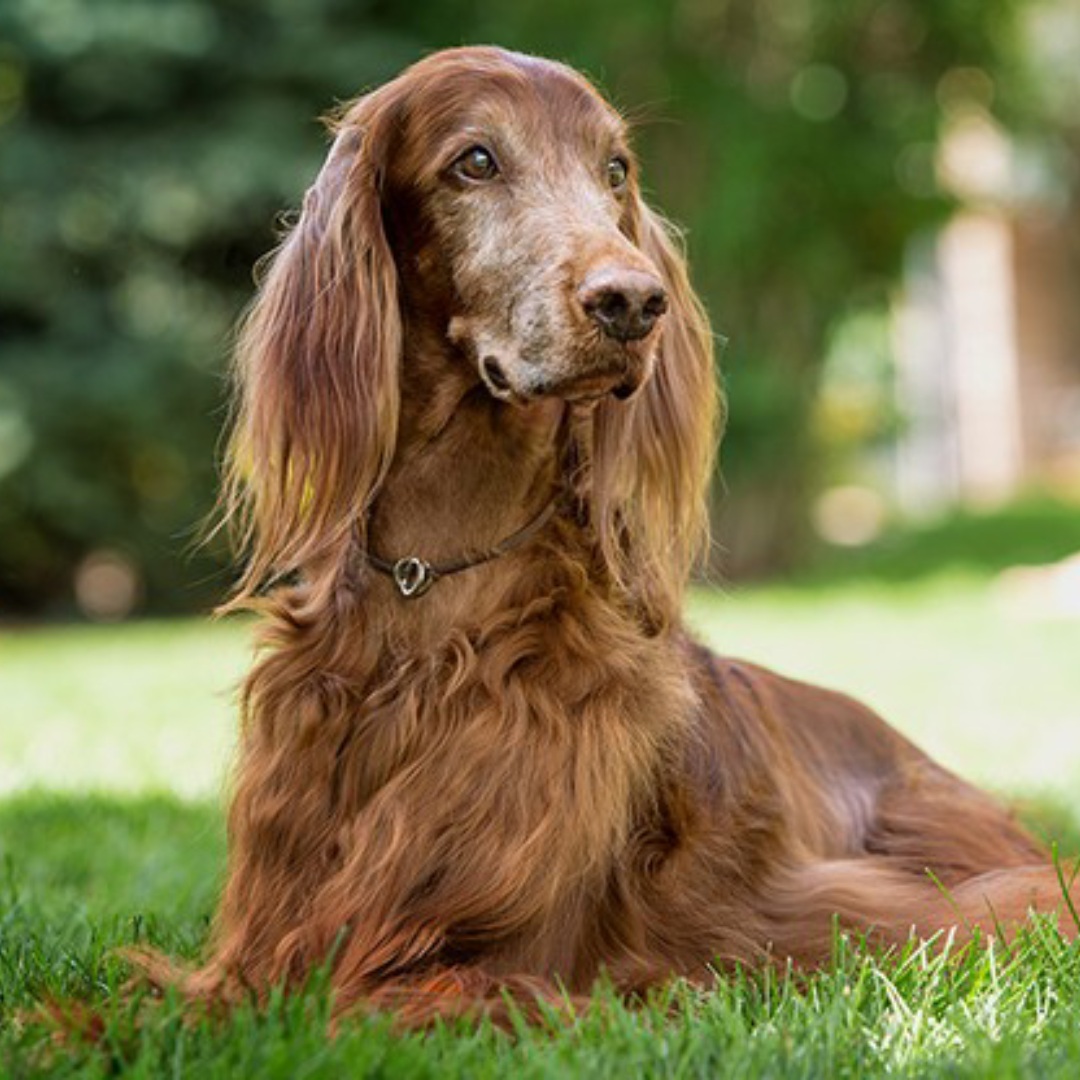 An Irish Setter dog sitting gracefully on lush green grass