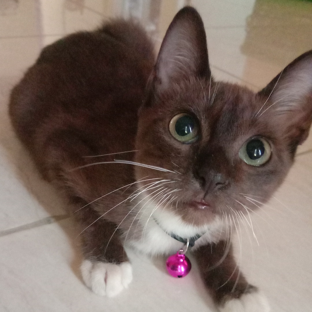 Black Kitten Wearing Collar with Pink Bell