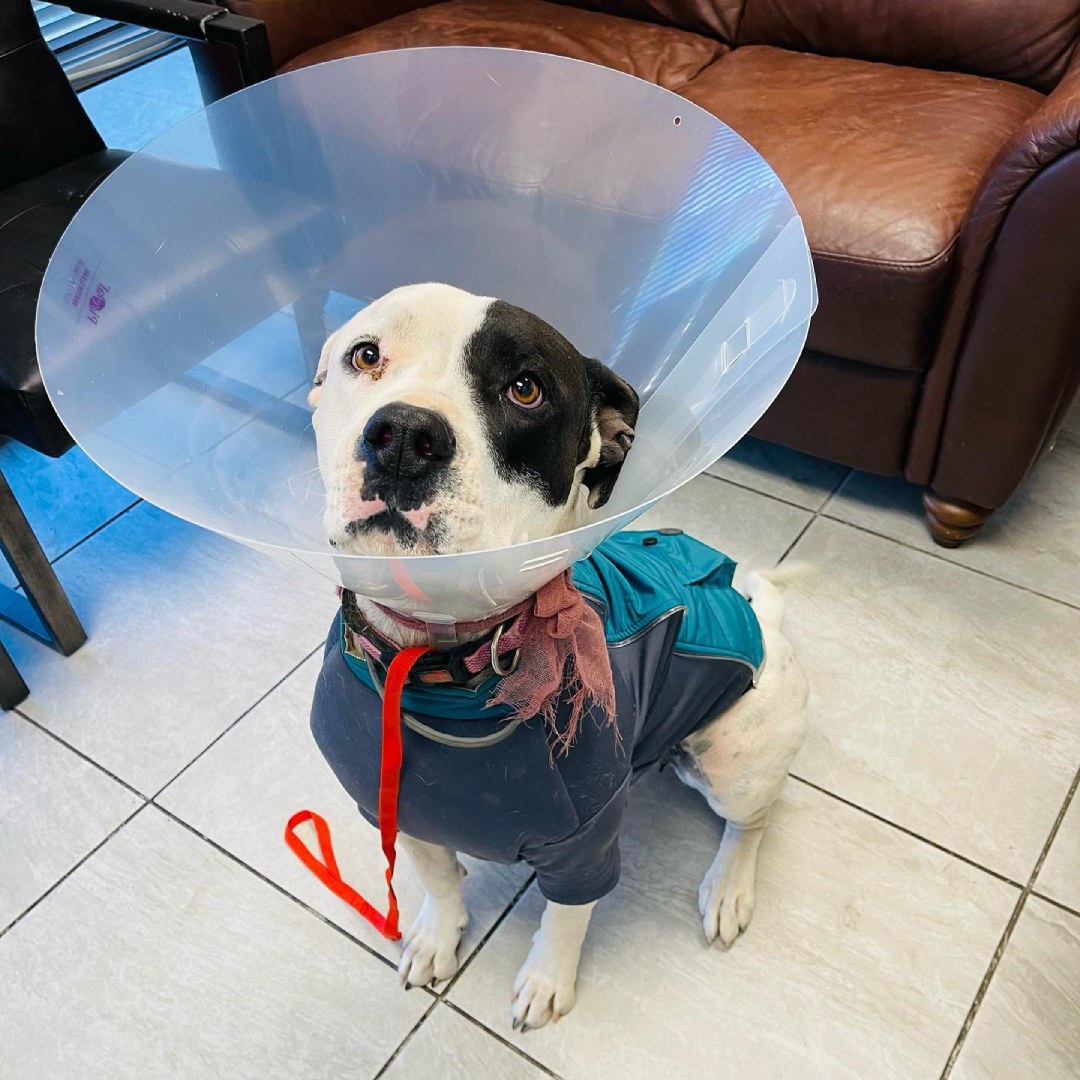 A dog wearing a protective cone around its head