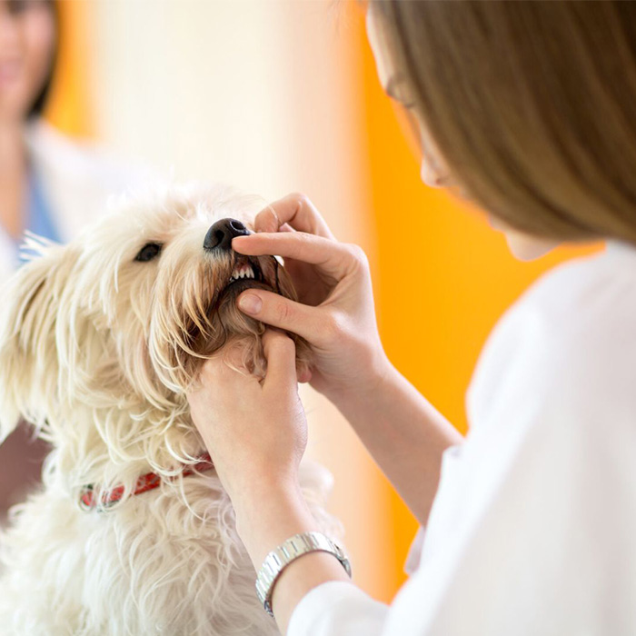 a vet is checking pet teeth