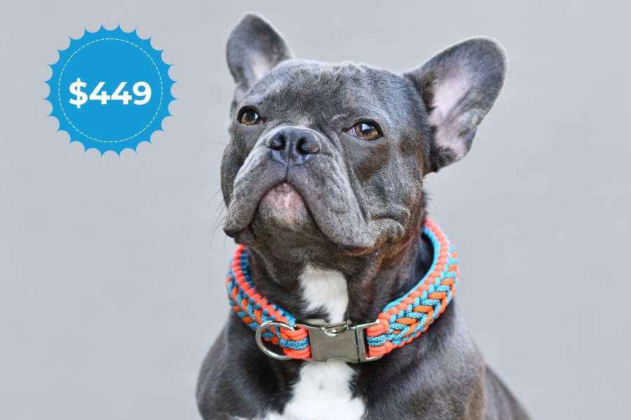 Gray French Bulldog wearing colorful braided collar