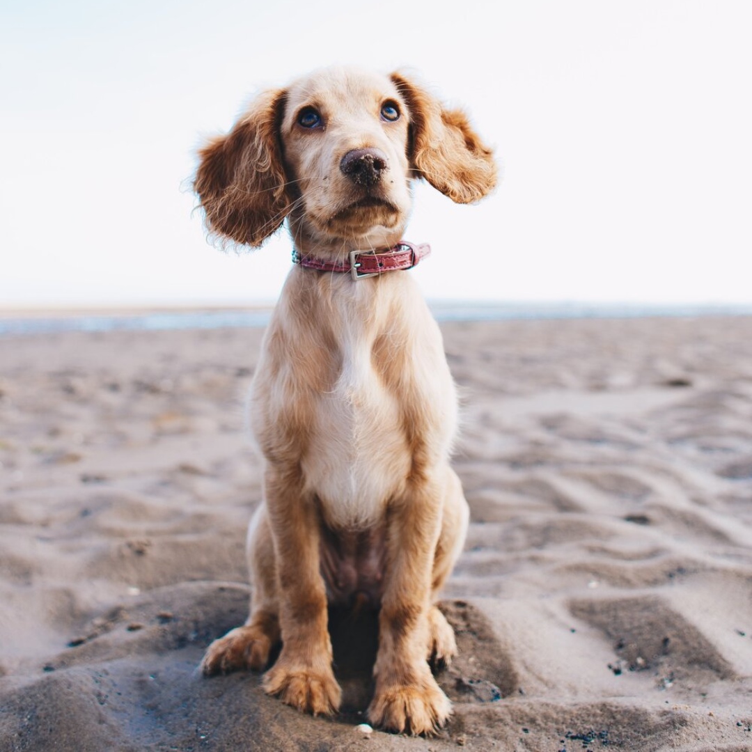 A puppy sitting on a sandy beach