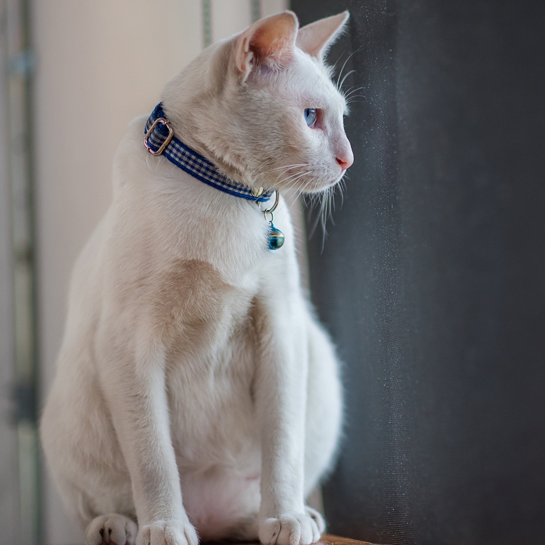 White Cat Wearing a Pet Collar