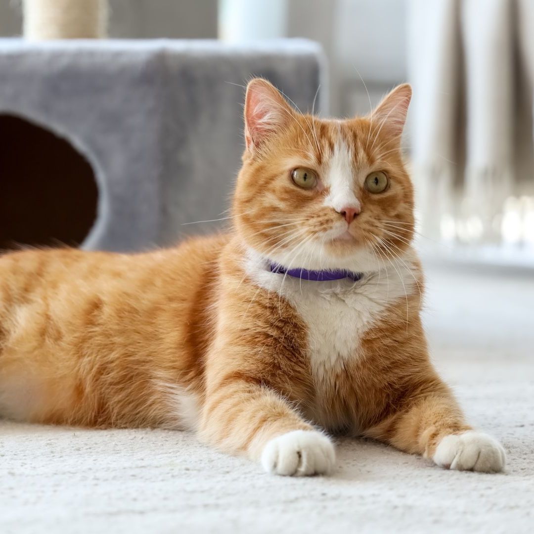 An orange cat lying on a rug 