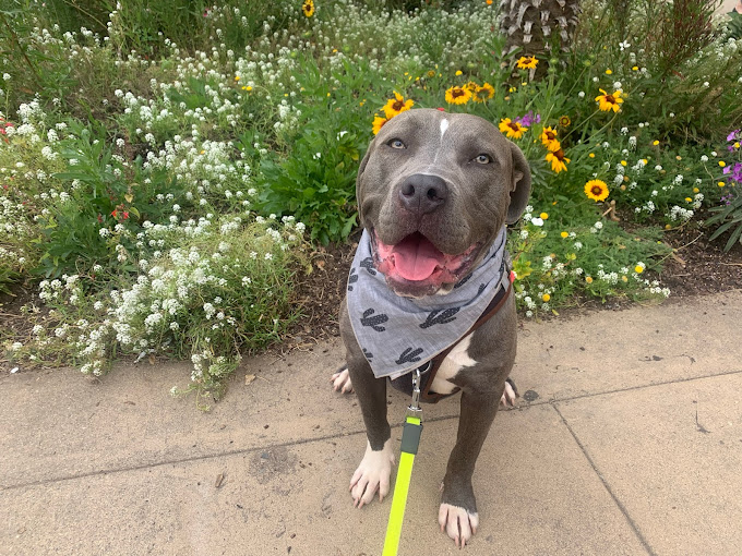 A dog in a colorful bandana is on a leash