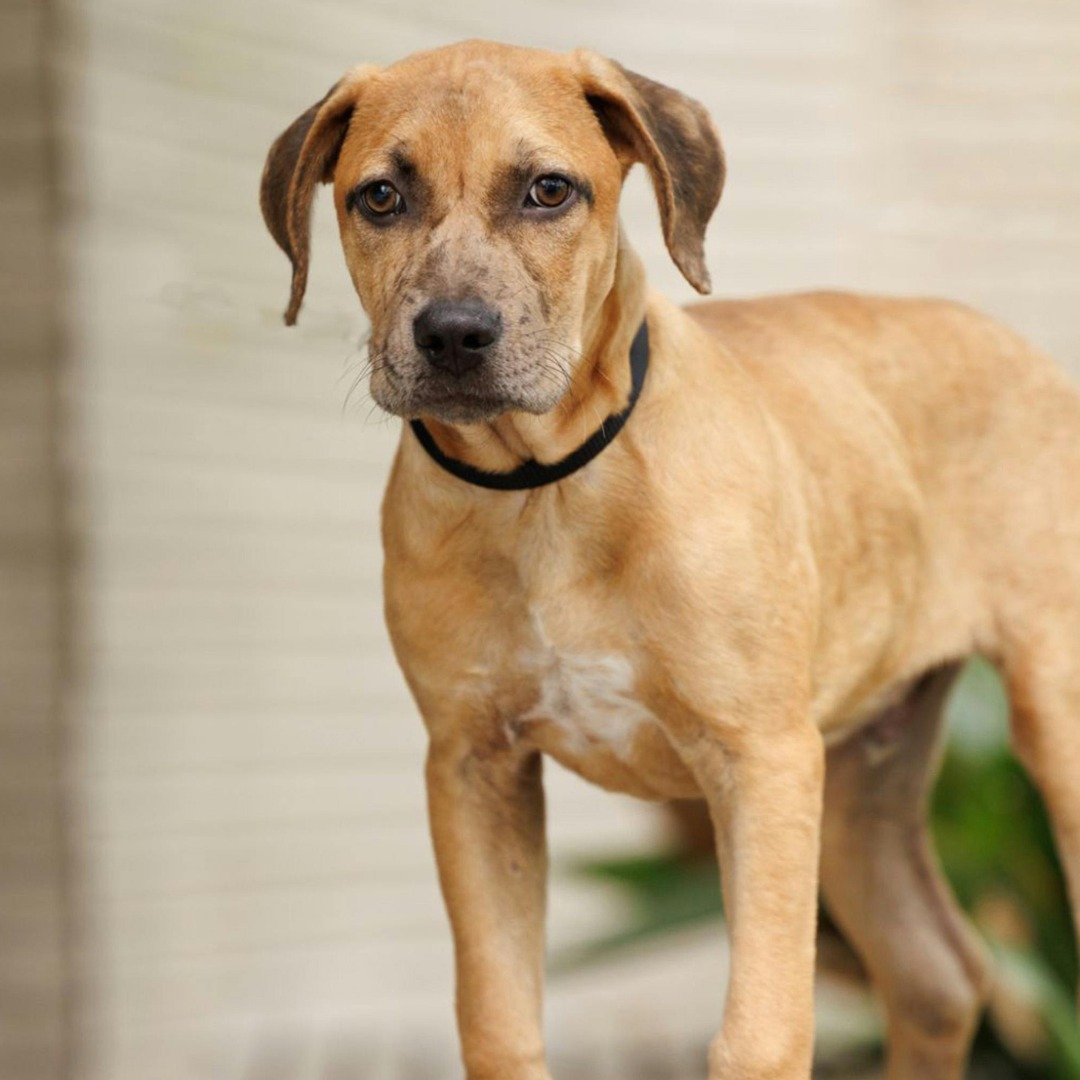 Brown mixed-breed dog wearing black collar