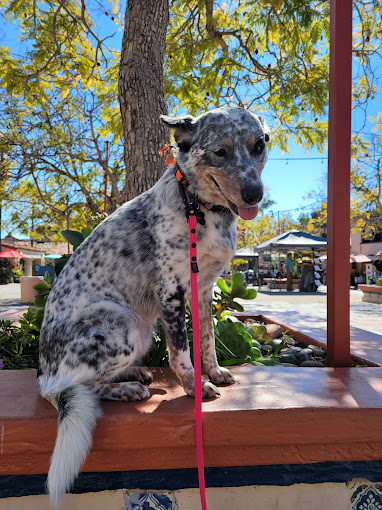 Spotted dog sitting outdoors with leash