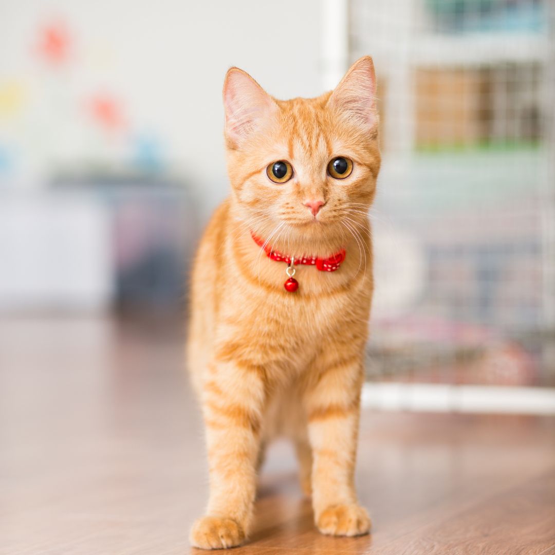 Orange cat standing on the floor indoors