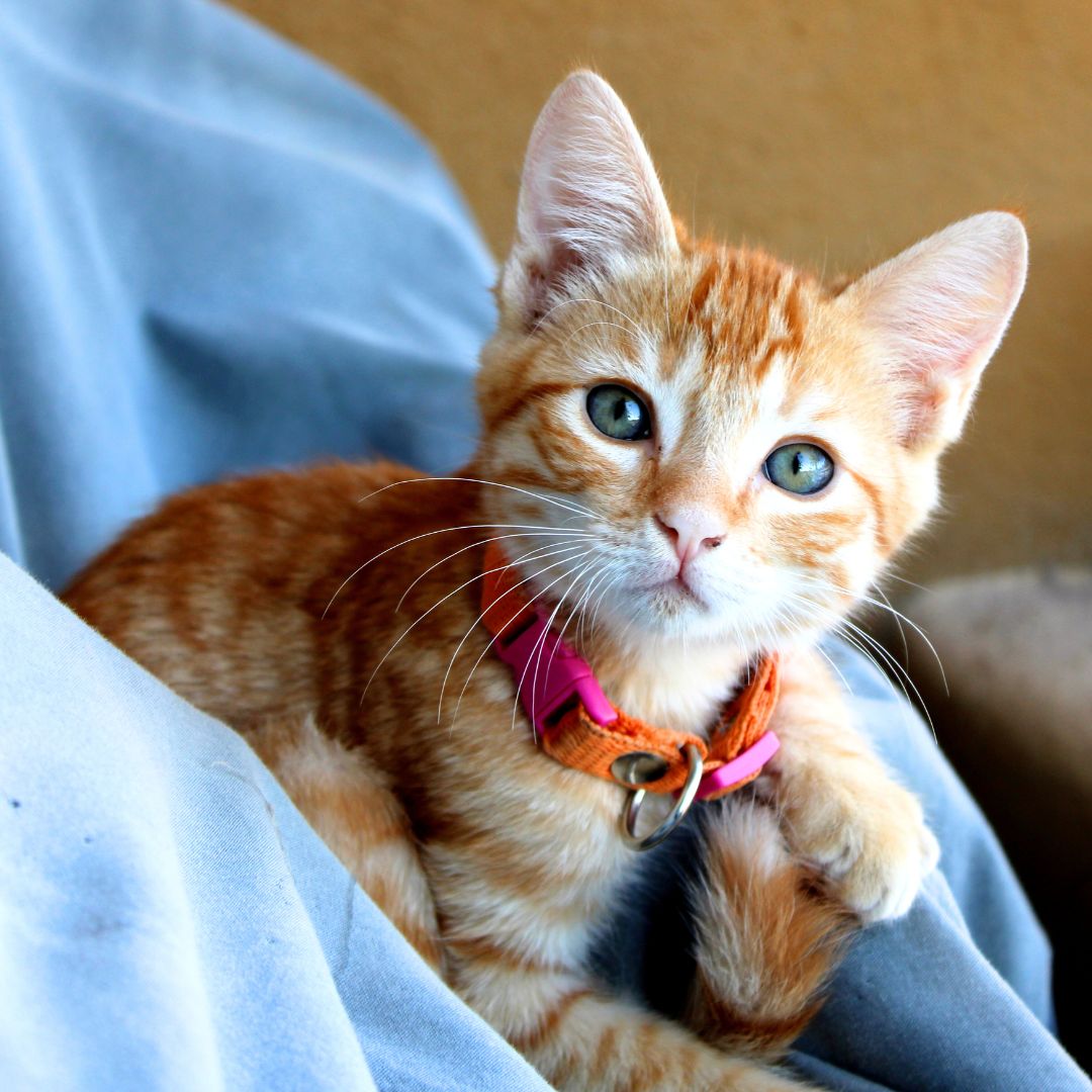 A kitten sitting on a blue cloth