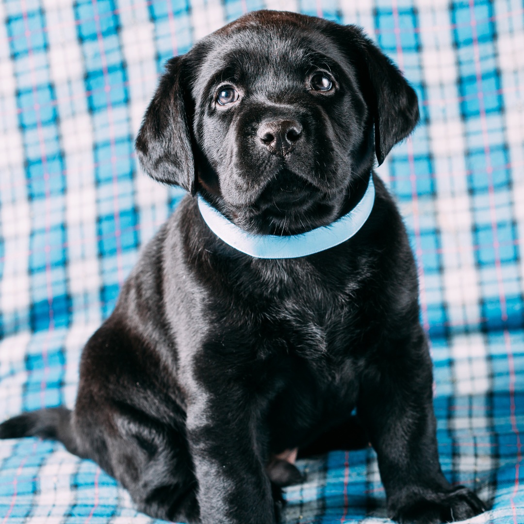 Black Labrador Puppy Wearing a Blue Collar