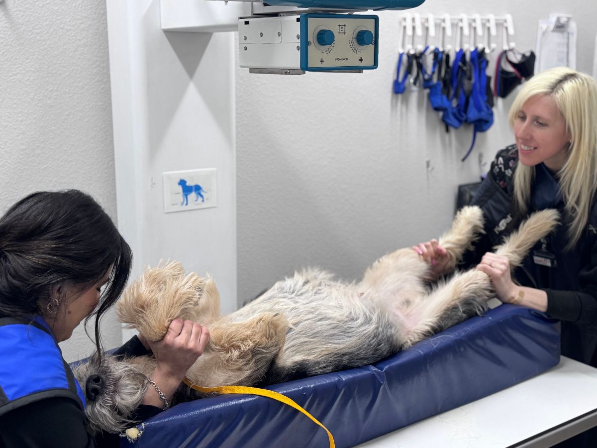 a dog being examined by a veterinarian