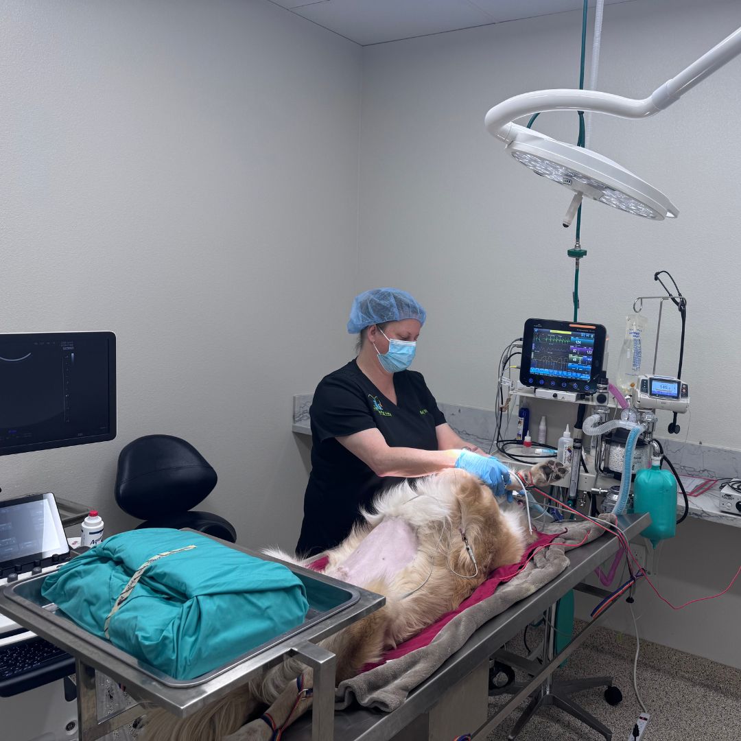 a veterinarian operating on a dog