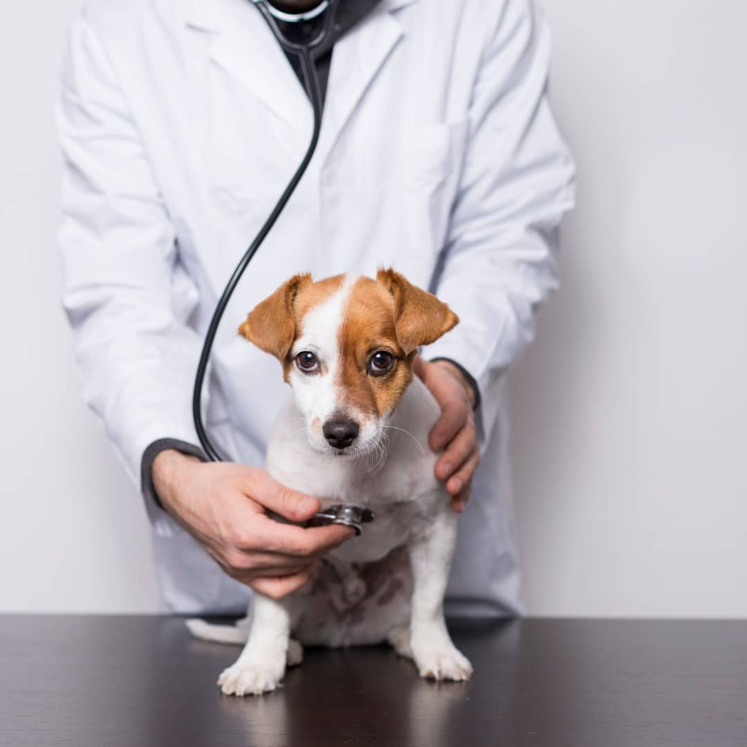 small puppy, sitting on a table, is being examined by a veterinarian